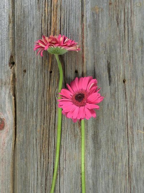 MAILBU HOT PINK GERBERA